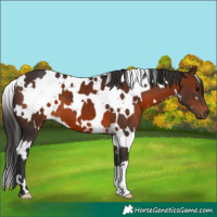 Horse Color:White Spotted Brown