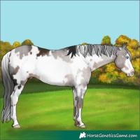 Horse Color:White Spotted Liver Chestnut Frame 