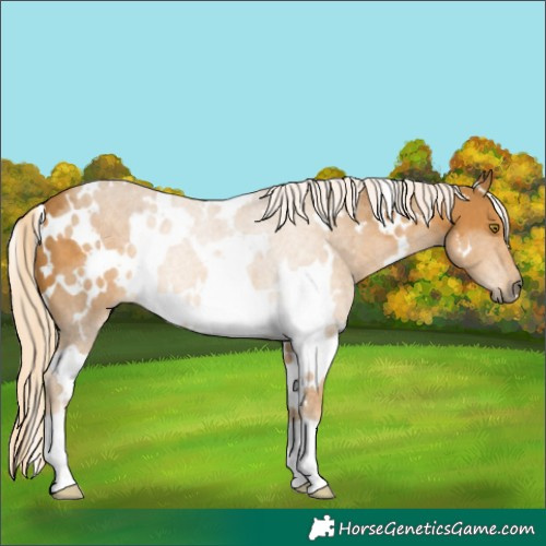 Horse Color:White Spotted Palomino 