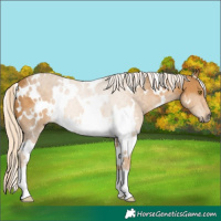 Horse Color:White Spotted Palomino