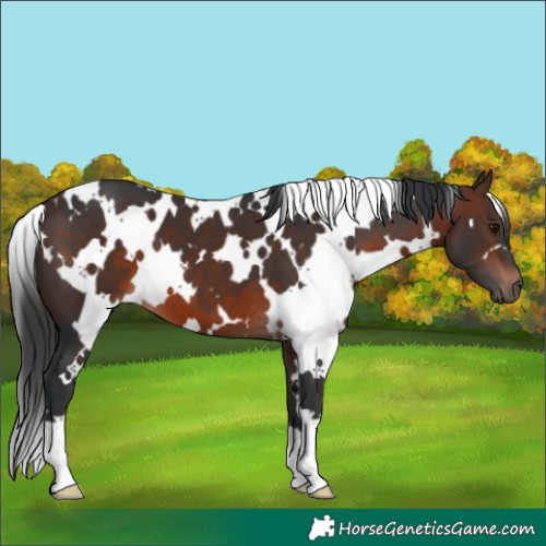 Horse Color:White Spotted Brown