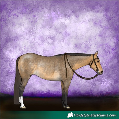 Horse Color:Buckskin Dun Rabicano 