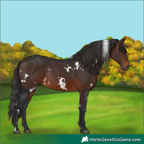 Horse Color:White Spotted Brown Rabicano 