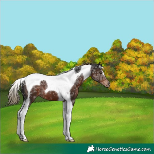 Horse Color:Liver Chestnut Ice Tobiano 