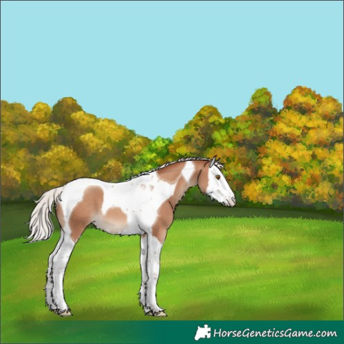 Horse Color:Silver Classic Champagne Splash Tobiano 