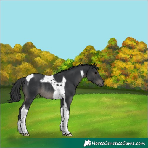 Horse Color:Black Tobiano Rabicano 