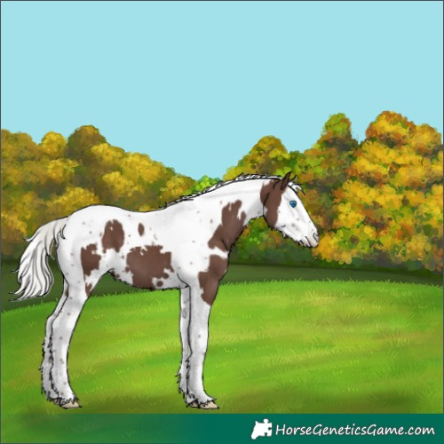 Horse Color:White Spotted Silver Black Splash Tobiano 