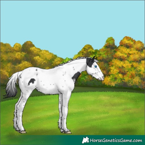 Horse Color:Black Splash Tobiano 