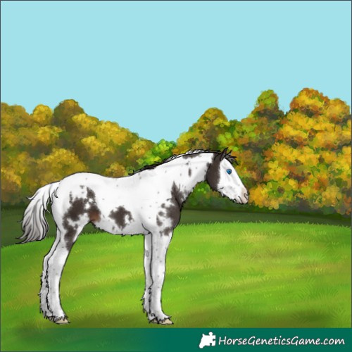 Horse Color:White Spotted Liver Chestnut Splash Tobiano 