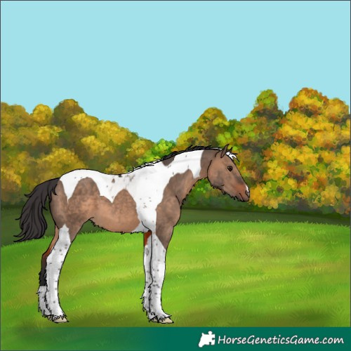 Horse Color:Brown Dun Tobiano 