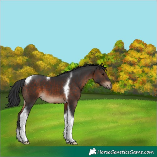 Horse Color:Brown Tobiano 