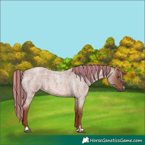 Horse Color:Painted Red Roan 
