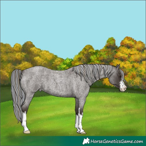 Horse Color:Painted White Spotted Liver Red Roan Mushroom 
