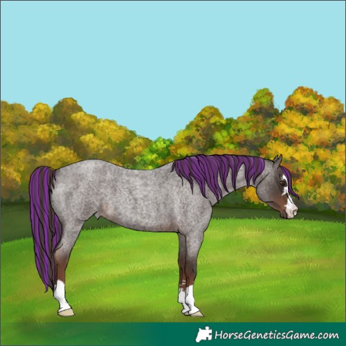 Horse Color:Painted Liver Red Roan 