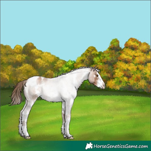 Horse Color:White Spotted Brown Pearl