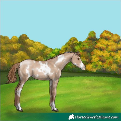 Horse Color:White Spotted Grullo Pearl Sabino
