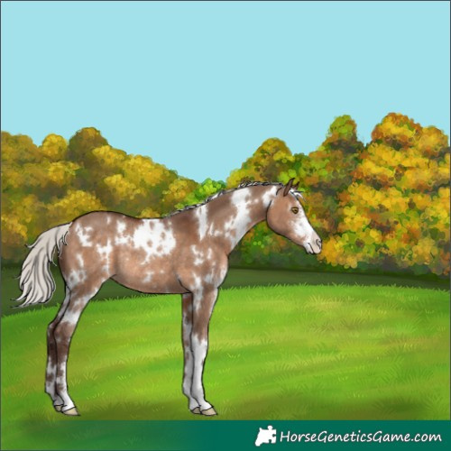 Horse Color:White Spotted Silver Brown Dun Sabino Rabicano