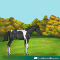 Horse Color:Black Tobiano Rabicano