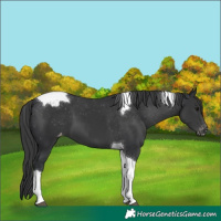 Horse Color:Black Tobiano Appaloosa 