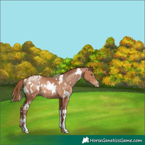 Horse Color:White Spotted Brown Pearl Rabicano