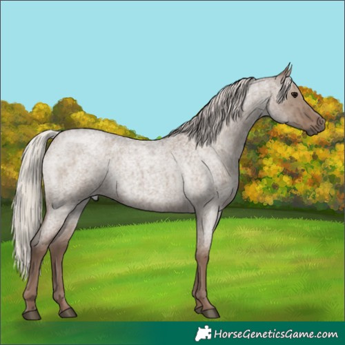 Horse Color:Silver Grullo Roan Brindle