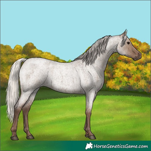 Horse Color:Silver Grullo Roan Brindle 