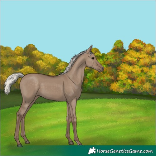 Horse Color:Silver Grullo 