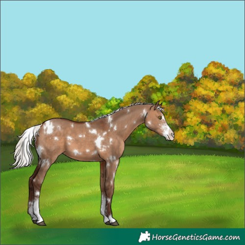 Horse Color:White Spotted Silver Brown Dun Sabino