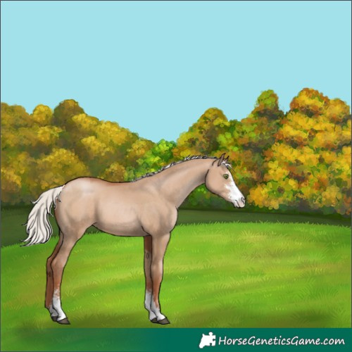 Horse Color:Silver Grullo Pearl Sabino 
