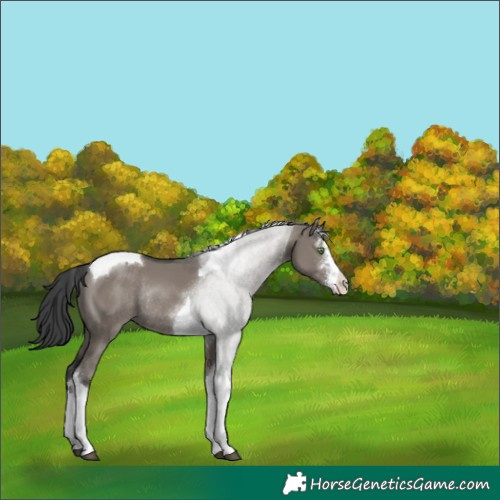 Horse Color:Grullo Sabino Tobiano Rabicano