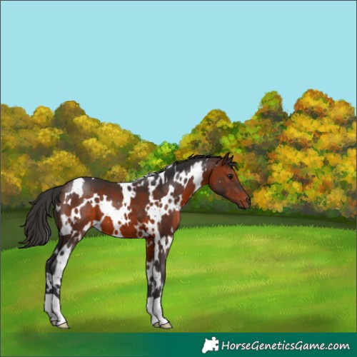 Horse Color:White Spotted Brown