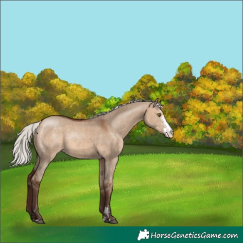 Horse Color:Silver Brown Dun Sabino 