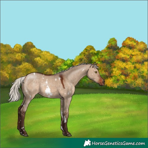 Horse Color:White Spotted Silver Brown Dun Rabicano 