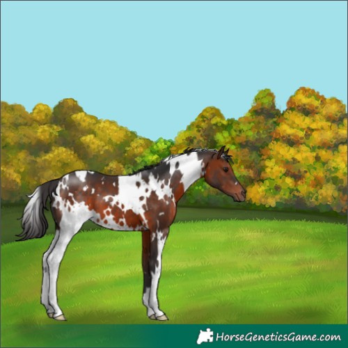 Horse Color:White Spotted Brown 
