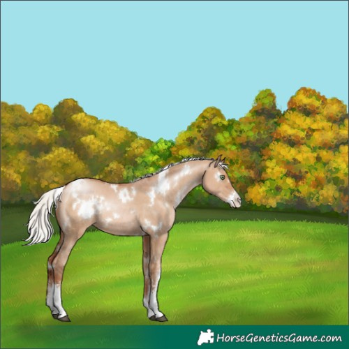 Horse Color:White Spotted Silver Brown Pearl Dun Sabino Rabicano 