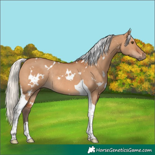 Horse Color:White Spotted Silver Bay Dun Tobiano Rabicano
