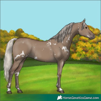 Horse Color:White Spotted Silver Grullo Rabicano 