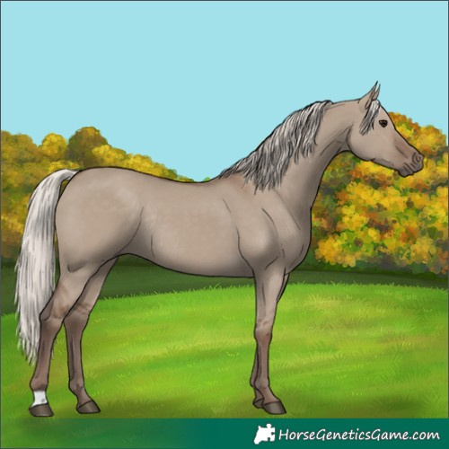 Horse Color:Silver Grullo Rabicano