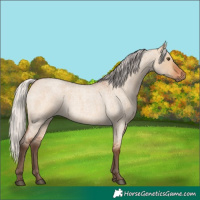 Horse Color:Silver Bay Roan Dun Rabicano 