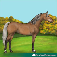 Horse Color:Gray Silver Bay Dun Rabicano 