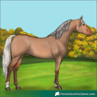 Horse Color:Silver Bay Dun Rabicano 