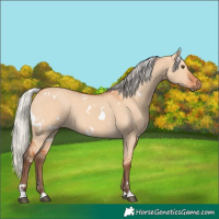 Horse Color:White Spotted Silver Bay Dun Rabicano 