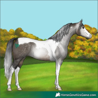 Horse Color:Gray Brown Dun Tobiano Rabicano 