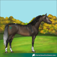 Horse Color:Gray Brown Dun Tobiano Rabicano 