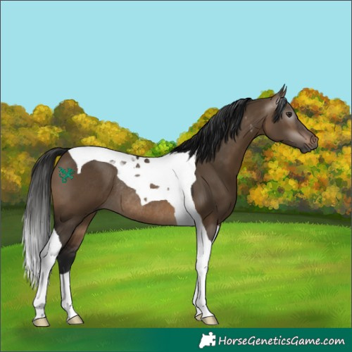 Horse Color:Gray Bay Dun Tobiano Rabicano 