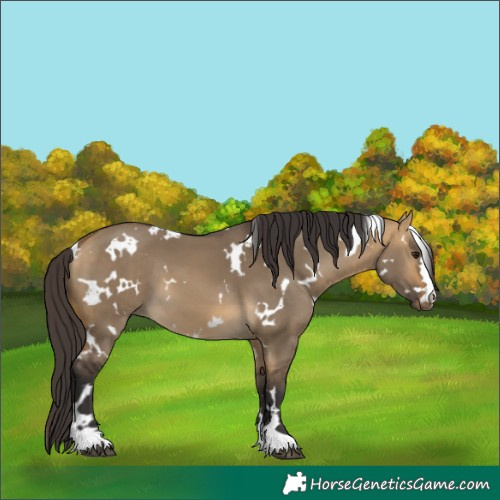 Horse Color:White Spotted Buckskin Dun 