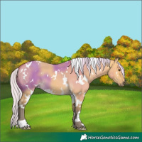 Horse Color:White Spotted Silver Buckskin Dun 