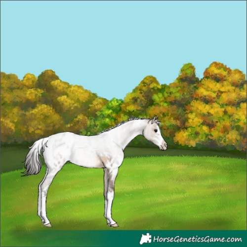 Horse Color:White Spotted Brown Dun Sabino Appaloosa 