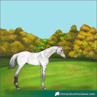 Horse Color:White Spotted Brown Roan Dun