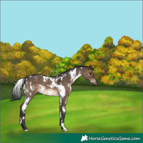 Horse Color:White Spotted Brown Dun 